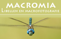 Macromia3